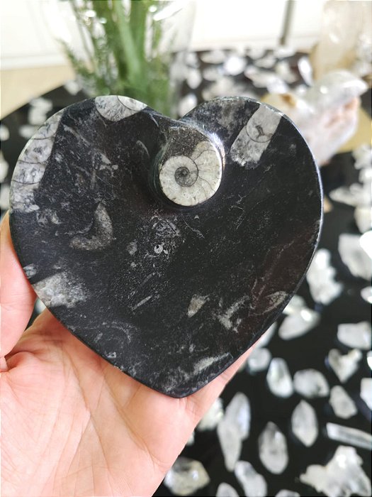 Bowl Fossilização de Orthocera