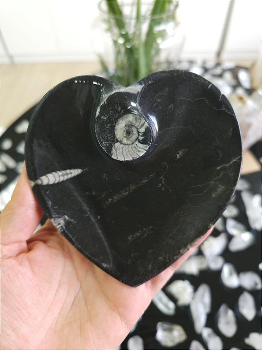 Bowl Fossilização de Orthocera