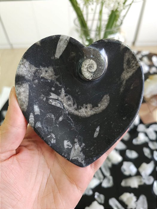 Bowl Fossilização de Orthocera