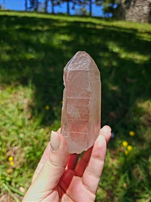 Mestre Lemuriano Pink