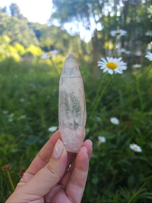 Mestre Lemuriano com Imprint Rosa