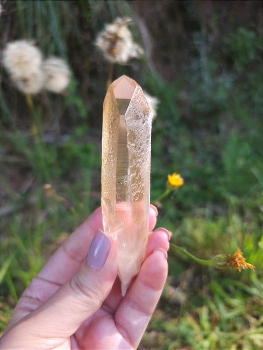 Semente Estelar Dourado