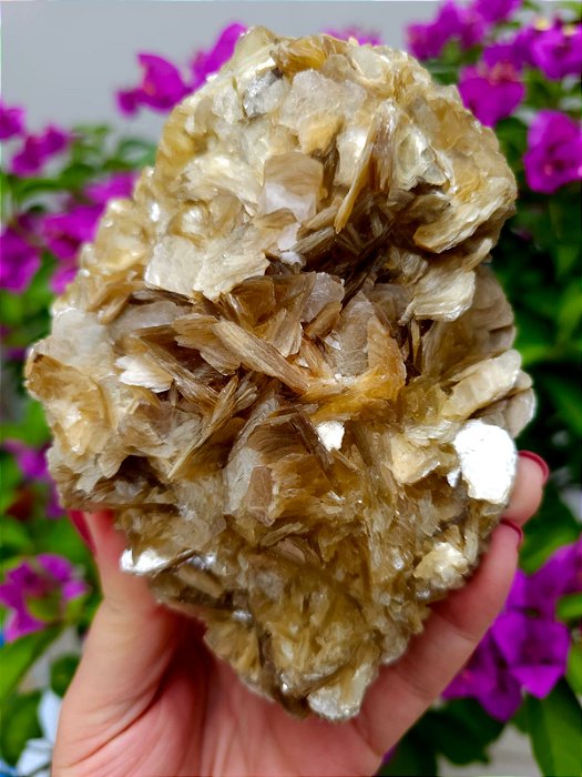 Mica Estrela