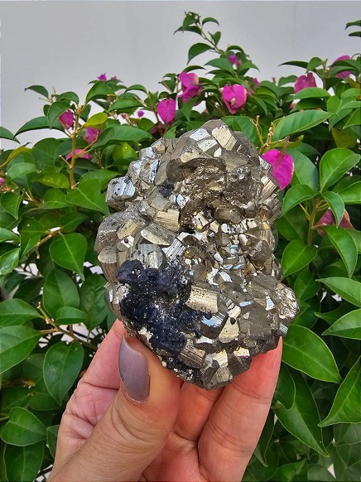 Drusa Pirita Peruana