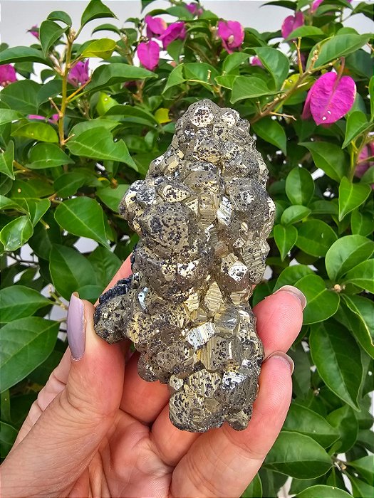 Drusa Pirita Peruana