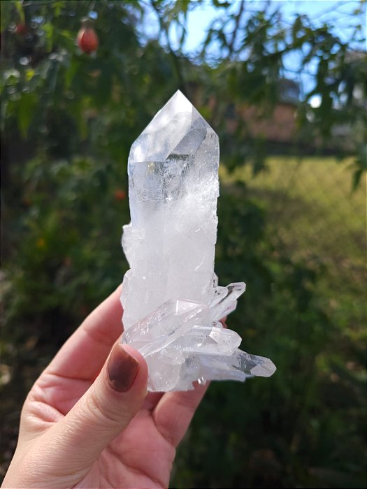 Mestre Semente Estelar Agregador