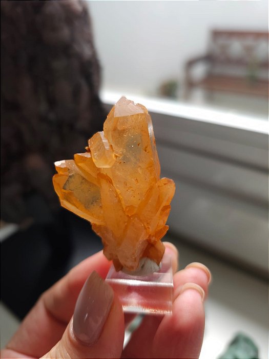 Drusa Tangerina