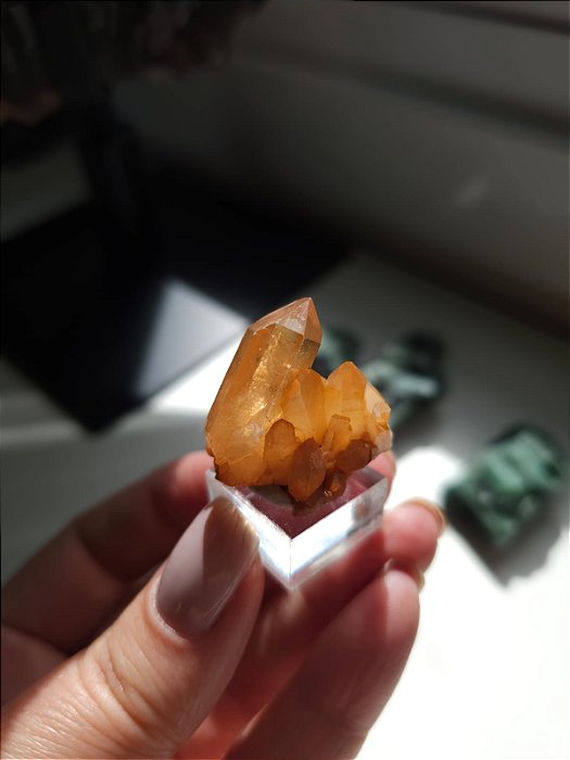 Drusa Tangerina Ísis