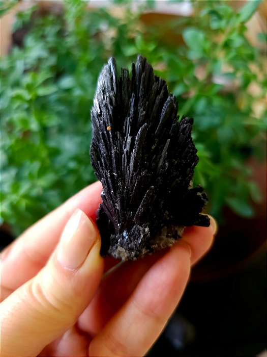 Cianita Negra - Vassoura de Bruxa