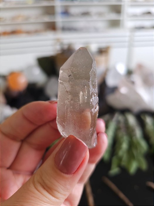 Mestre Semente Estelar