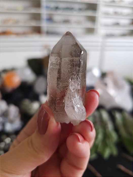 Mestre Semente Estelar