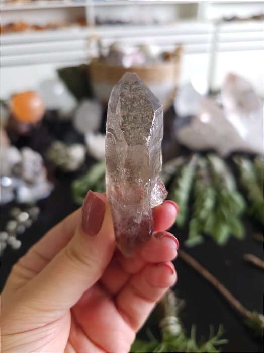 Mestre Semente Estelar