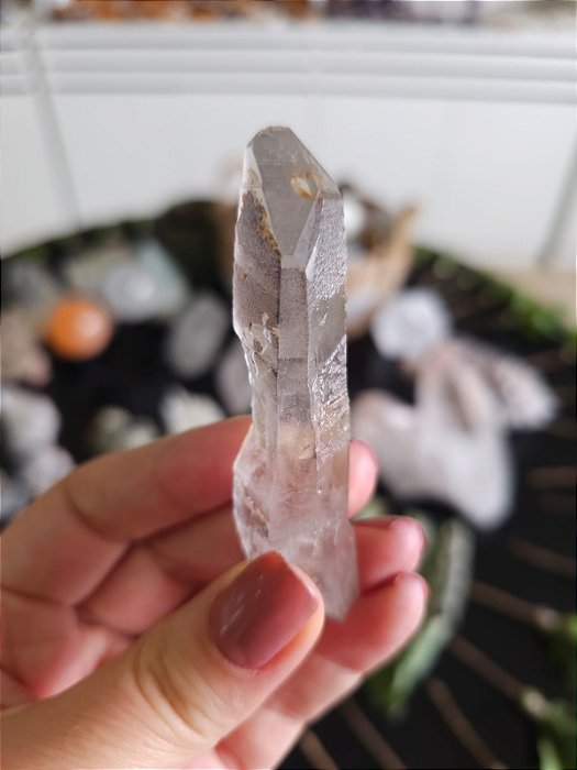 Mestre Semente Estelar