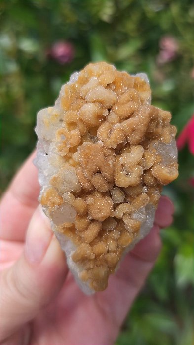 Calcedônia Dourada Sugar