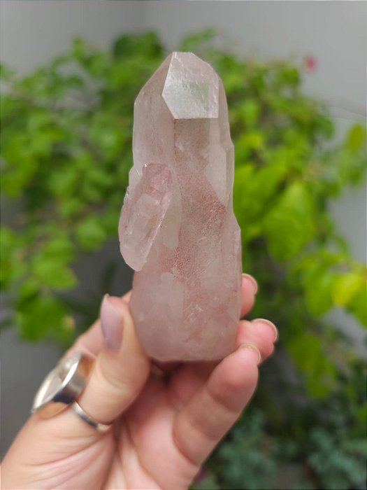 Lemuriano Rosa com Biterminado na Lateral