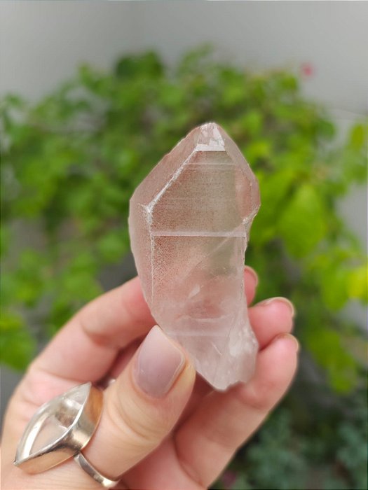 Lemuriano Rosa com Clorita