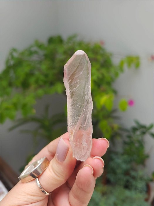 Lemuriano Rosa com Imprint