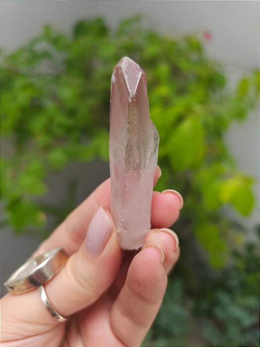 Lemuriano Rosa Imprint