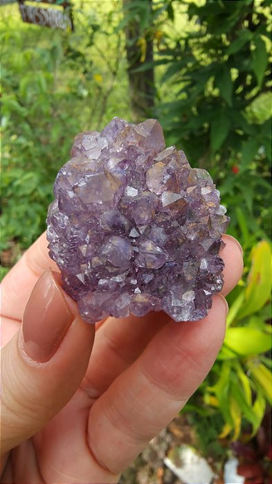 Flor de Ametista Uruguaia