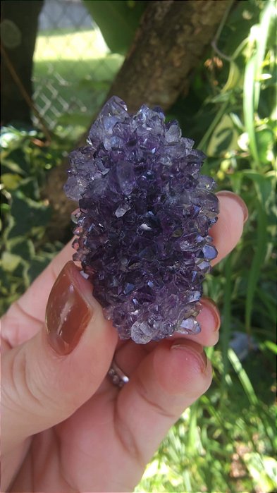 Flor de Ametista Uruguaia