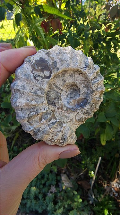 Fossilização esculpidas em forma de Amonitas