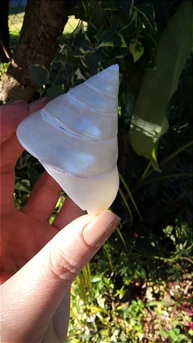 Concha Perolada
