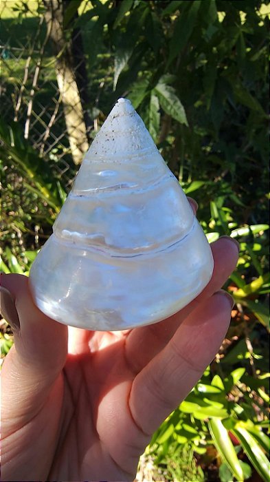 Concha Perolada