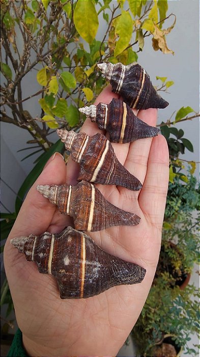 Lote Conchas Marinhas