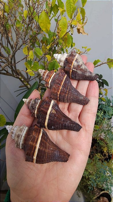 Lote Conchas Marinhas
