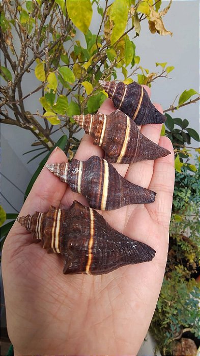 Lote Conchas Marinhas