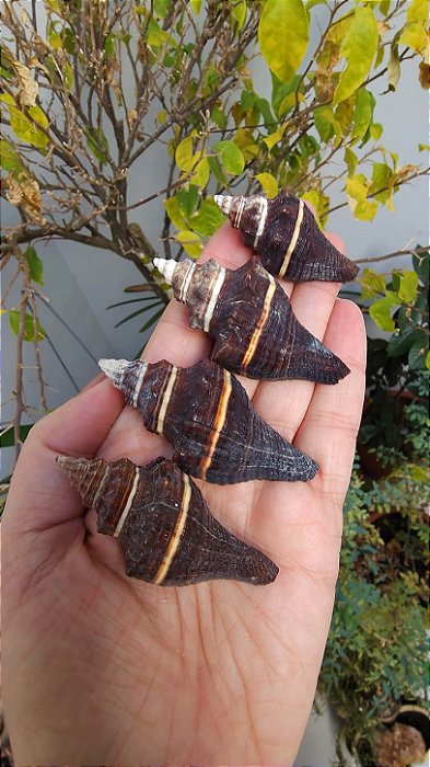 Lote Conchas Marinhas