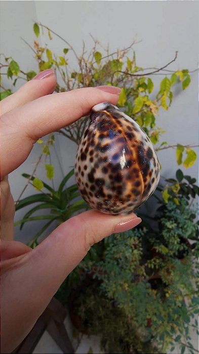 Concha Cipreia-tigre