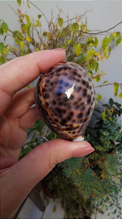 Concha Cipreia-tigre