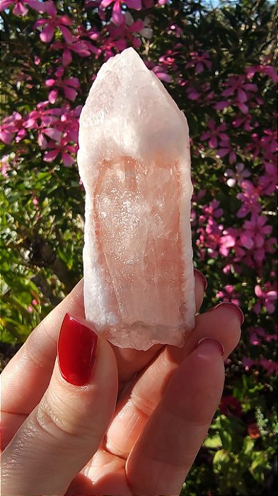 Pink Sugar