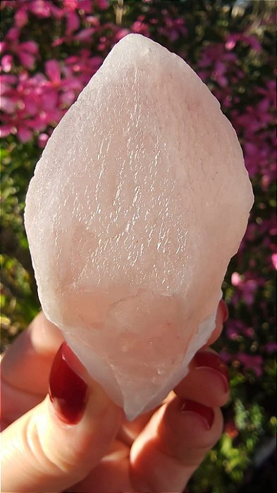 Pink Sugar