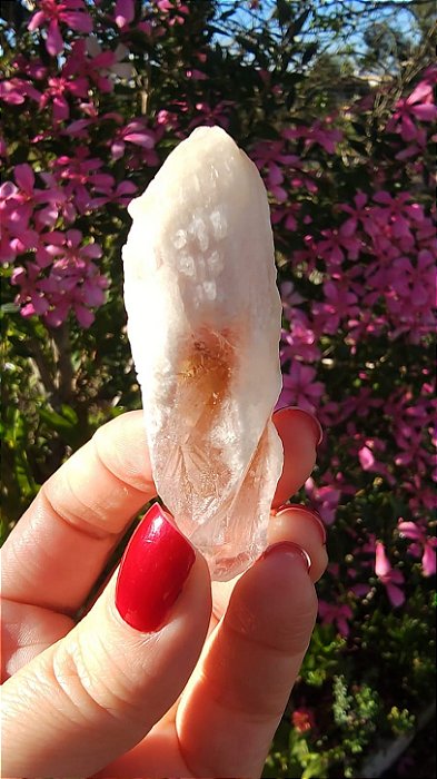 Pink Sugar