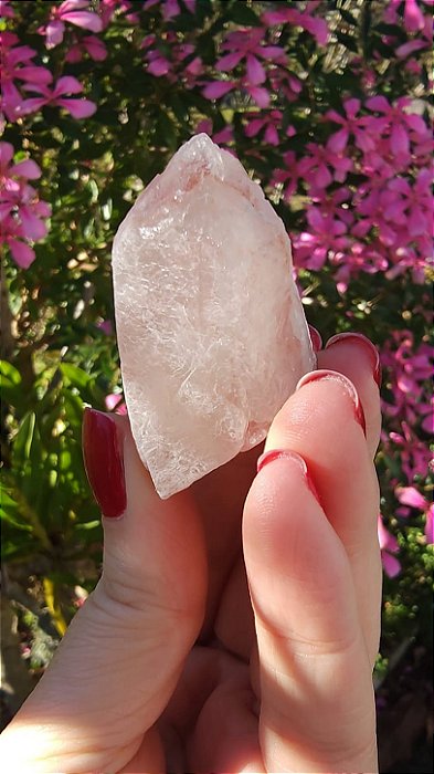 Pink Sugar