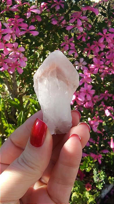 Pink Sugar