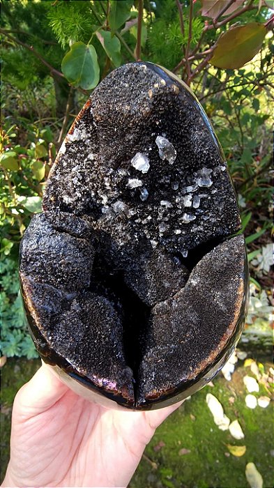Septariana