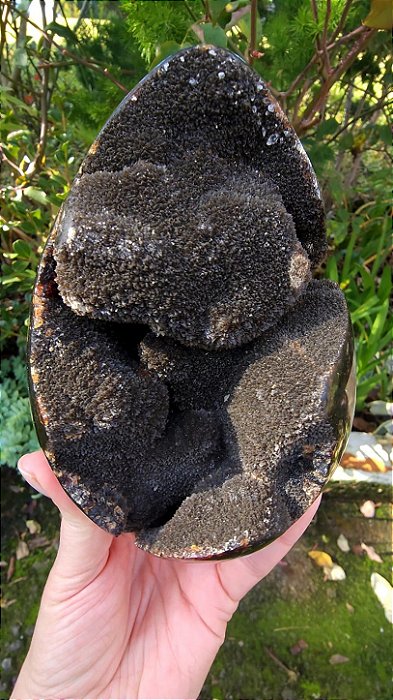 Septariana
