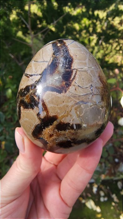 Septariana