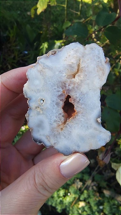 Geodo da Patagônia