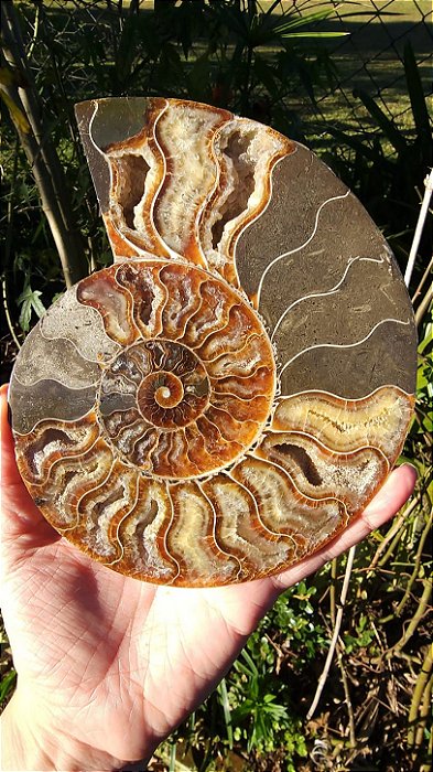 Par de Amonita Fossilizada