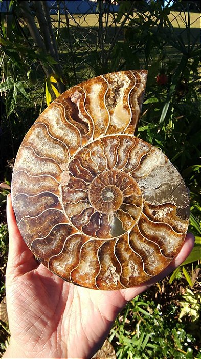 Par de Amonite Fossilizada
