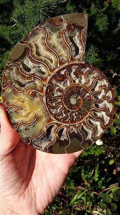 Par de Amonite Fossilizada
