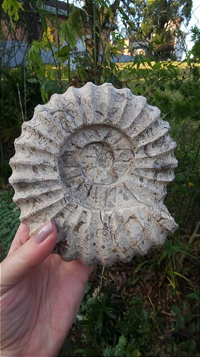 Fossilização de Ônix do Paquistão em forma de Amonita