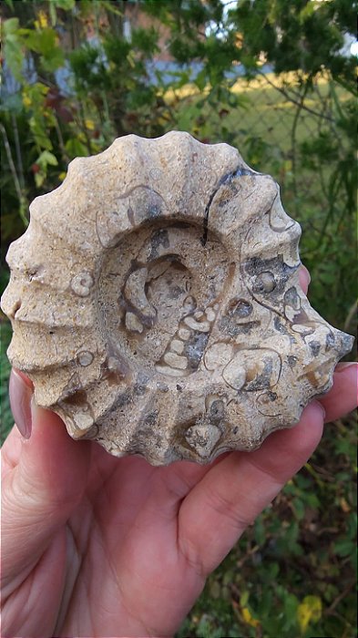 Fossilização de Ônix do Paquistão em forma de Amonita