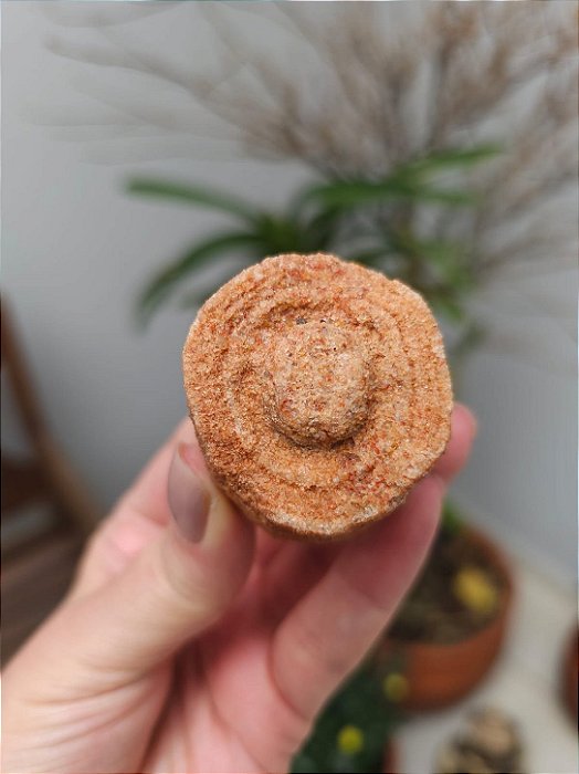 Estromatólito