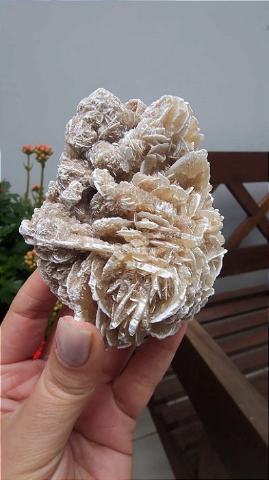 Rosa do Deserto