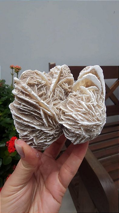 Rosa do Deserto